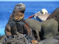 brown and black iguana on gray rock