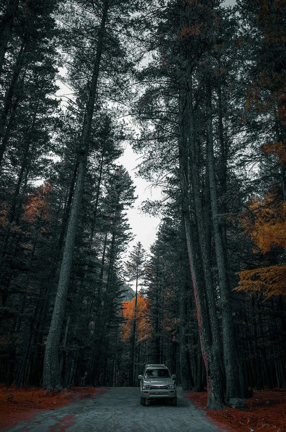 green trees in forest during daytime