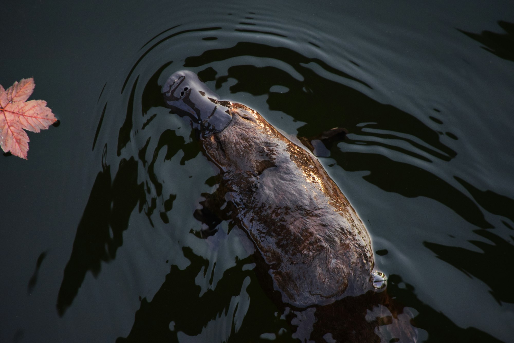 white and brown platypus on water