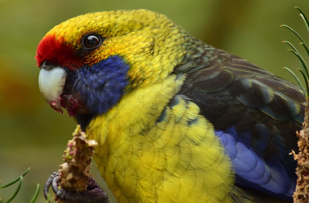 yellow black and blue bird