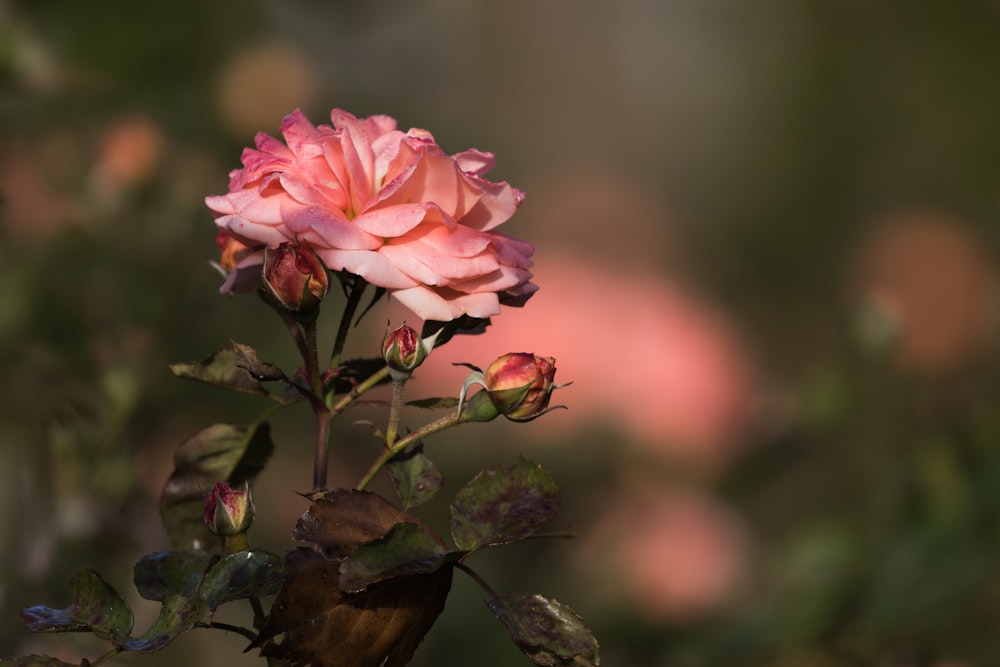 pink rose in bloom during daytime