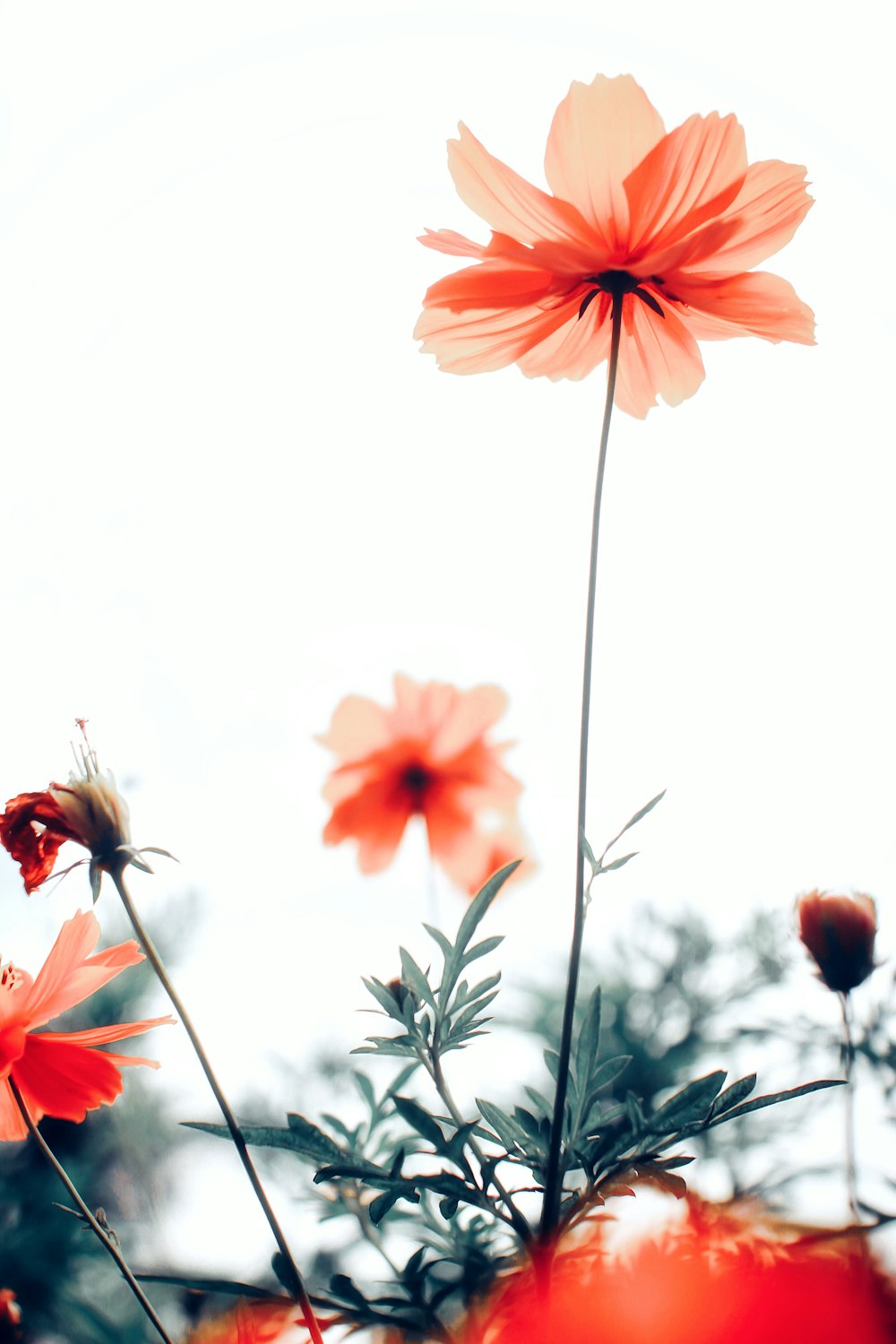 red and orange flower in close up photography