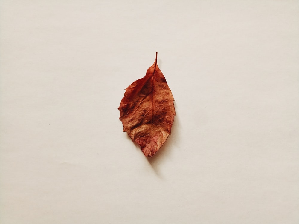 brown dried leaf on white surface
