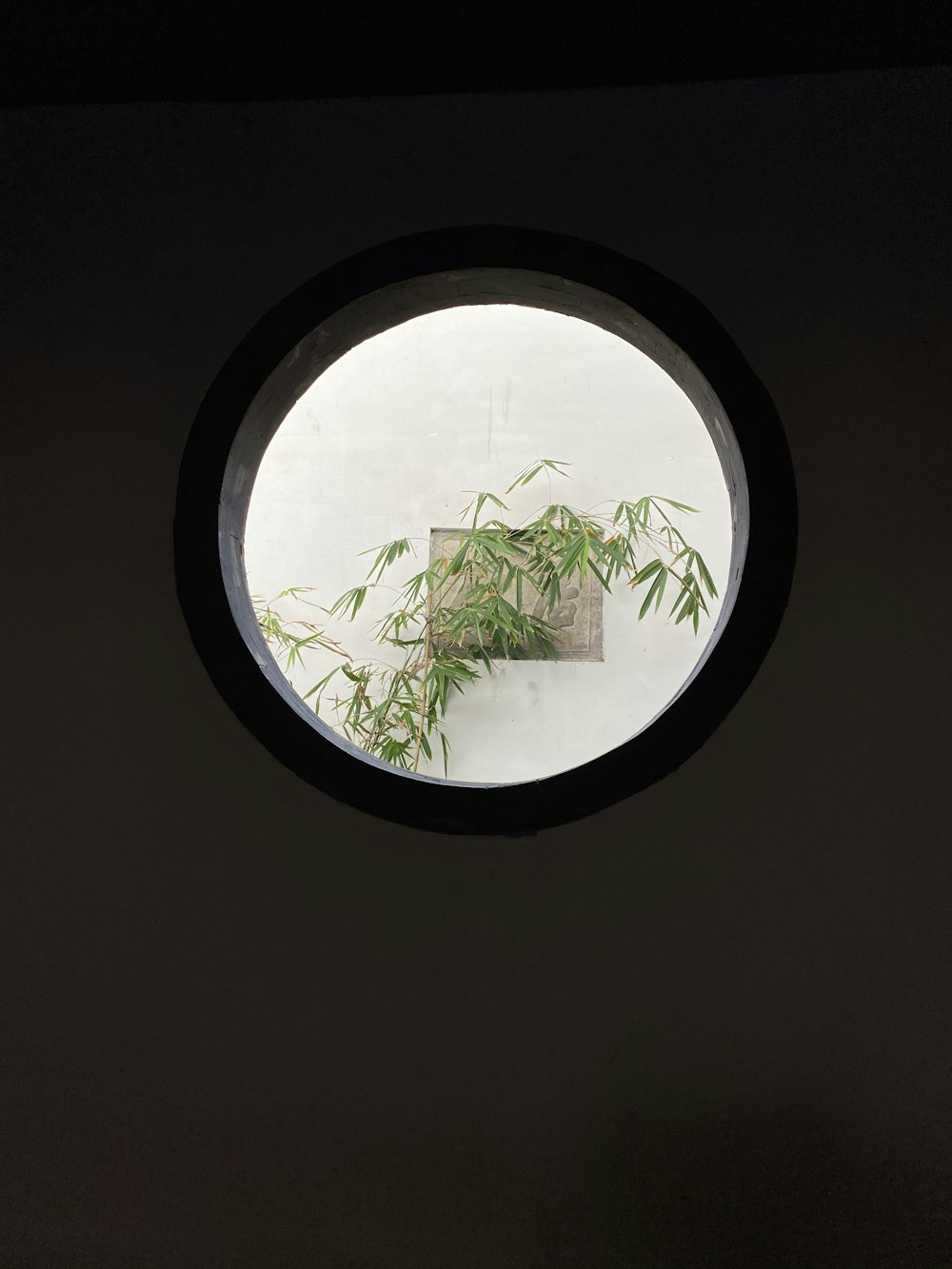 green leaf plant on white round plate