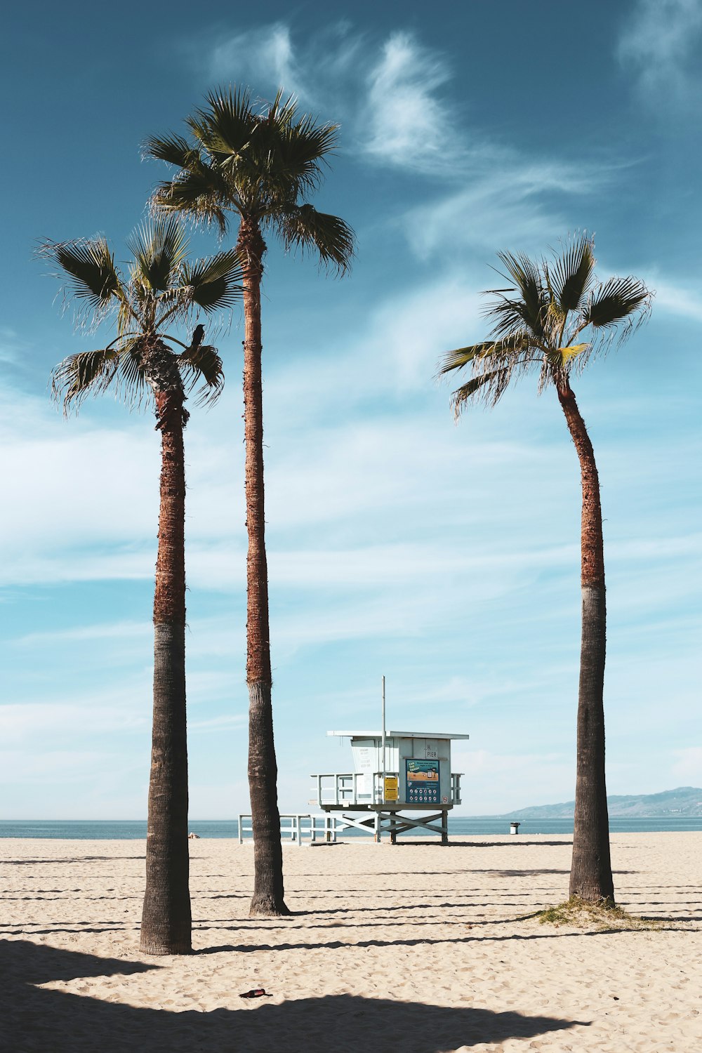 palm tree near body of water during daytime