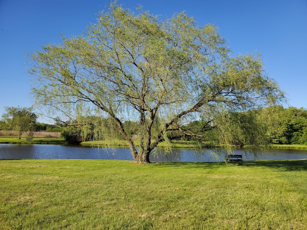 green grass field with trees and body of water