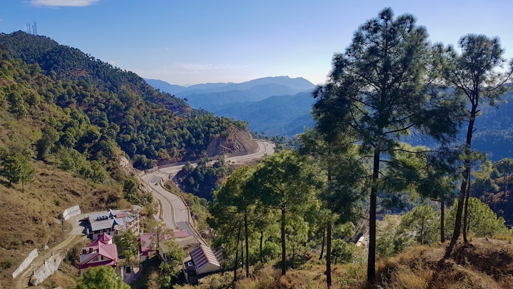 árvores verdes na montanha durante o dia