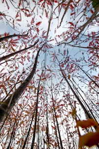 brown tree with red leaves