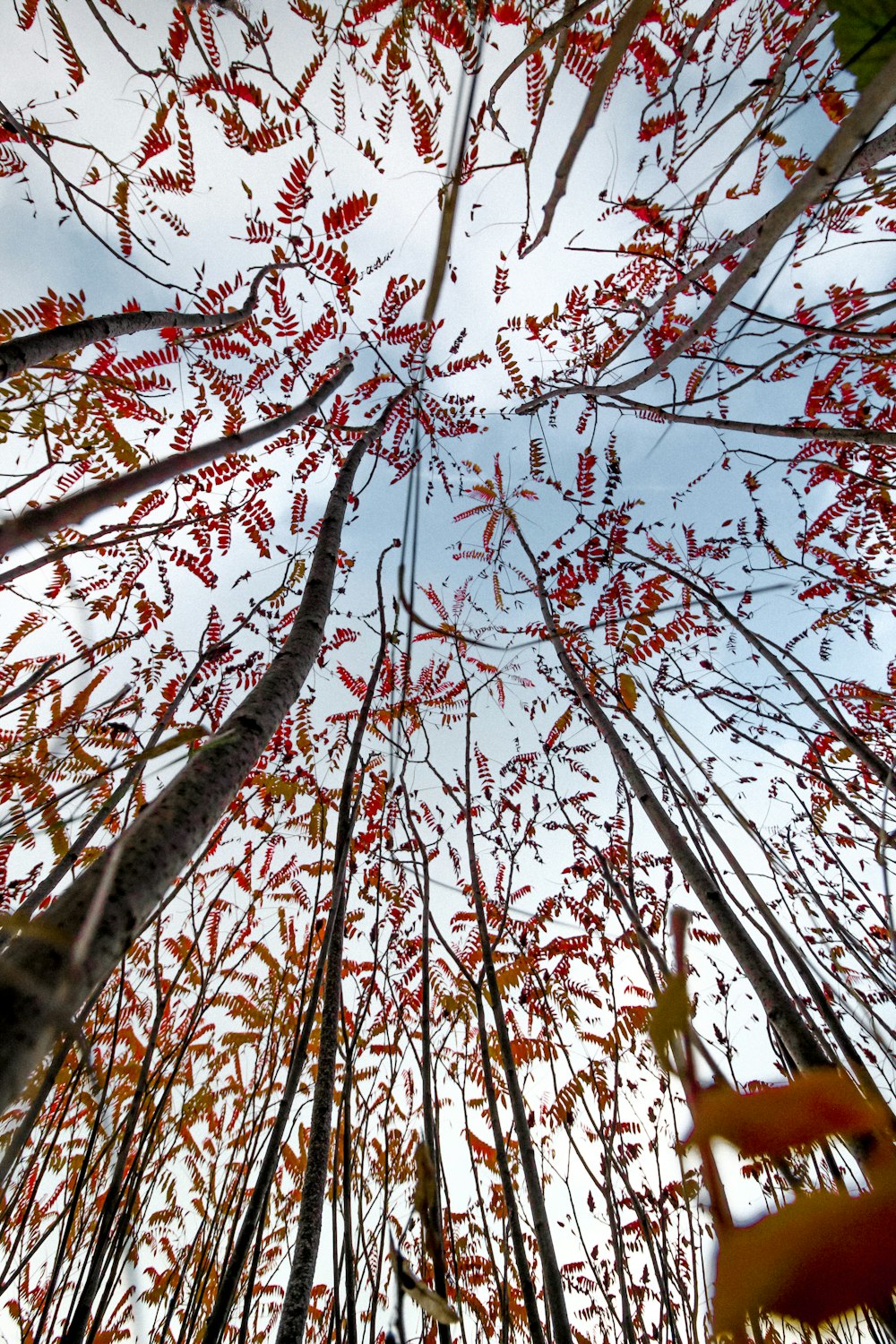 albero marrone con foglie rosse
