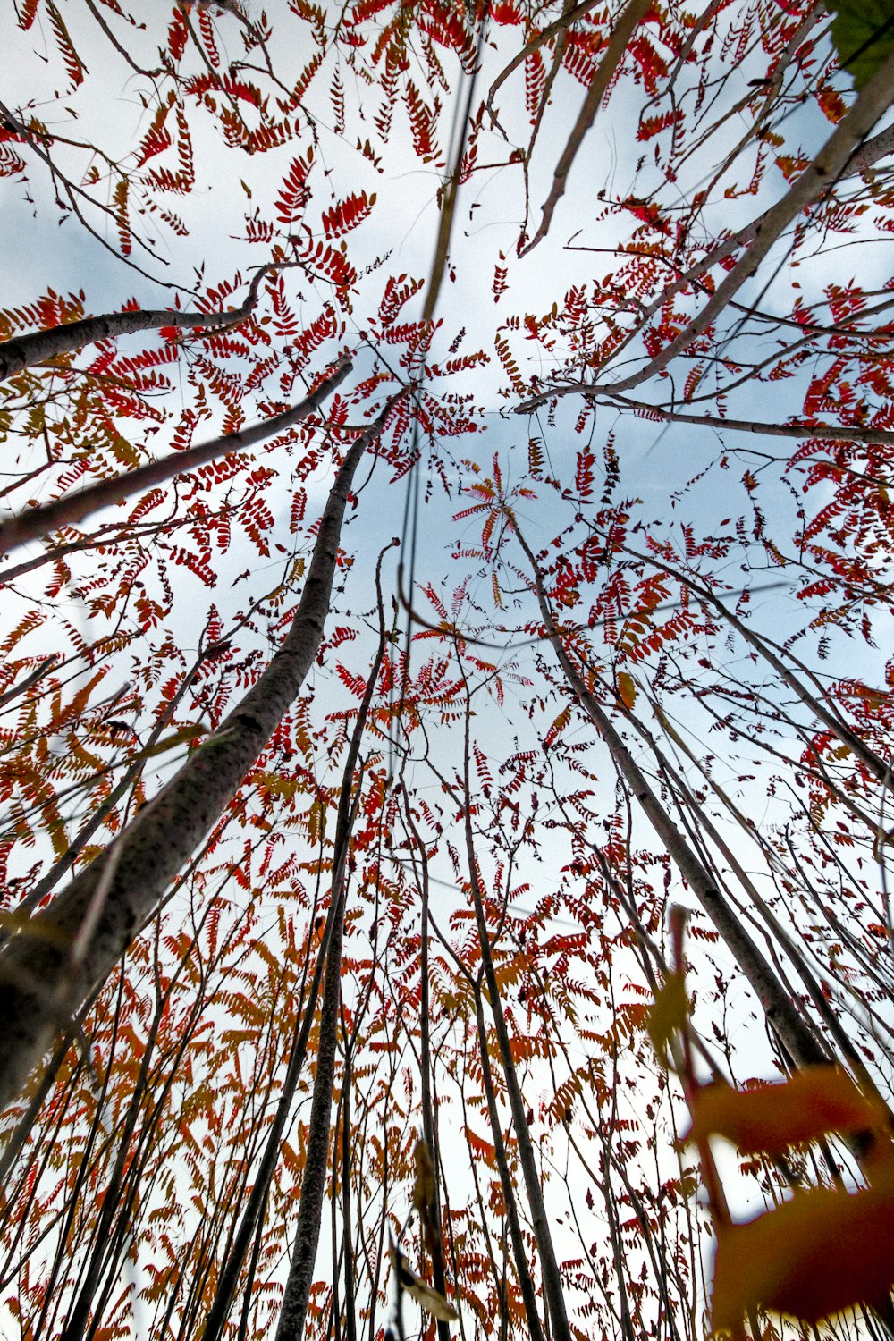 brown tree with red leaves