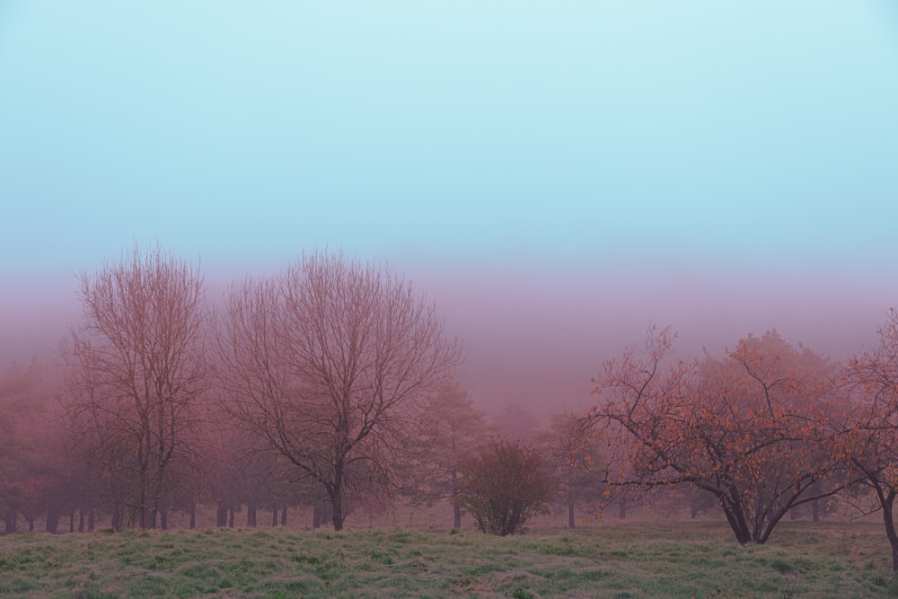 kahle Bäume auf grünem Grasfeld unter grauem Himmel tagsüber