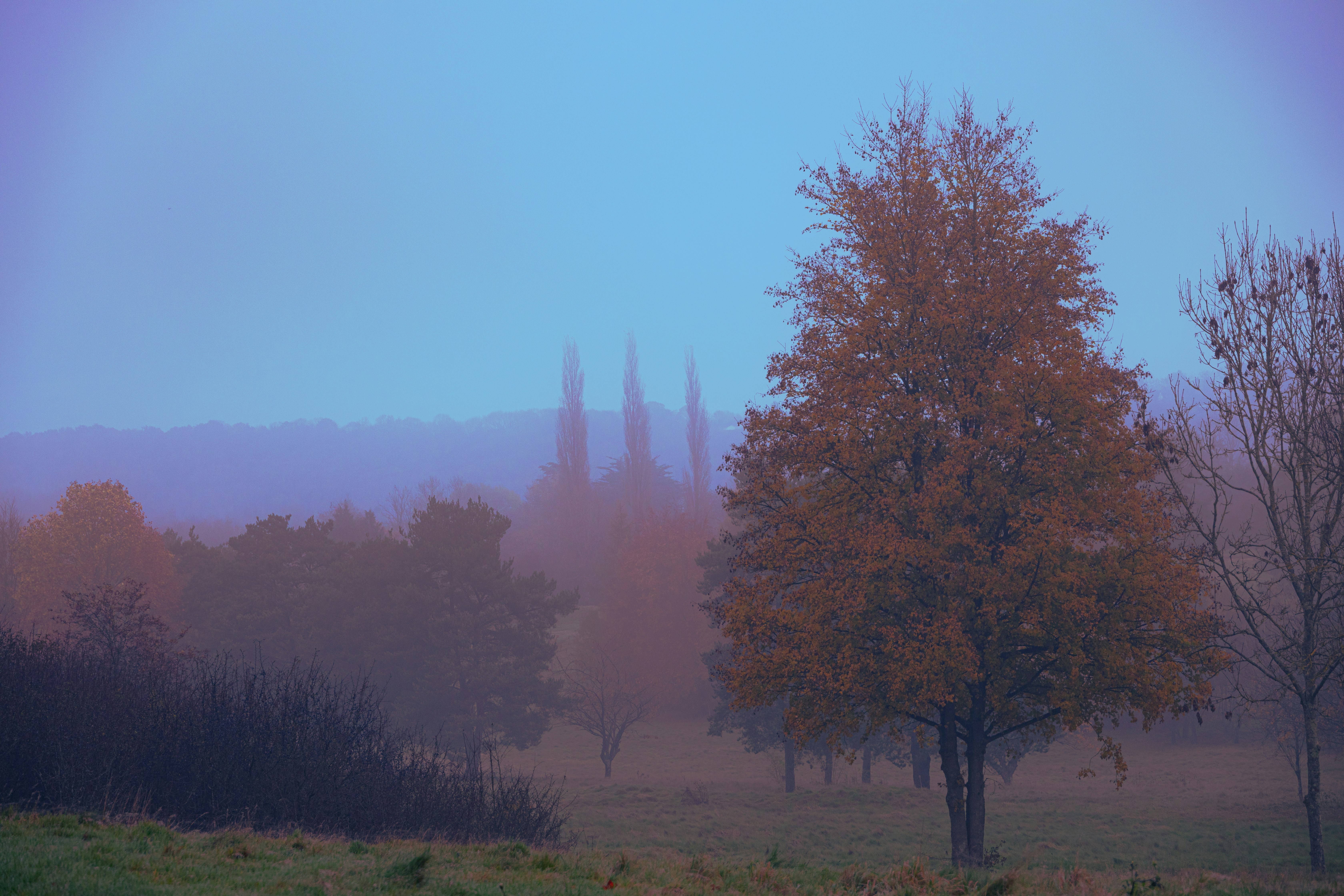 brown trees on green grass field during daytime