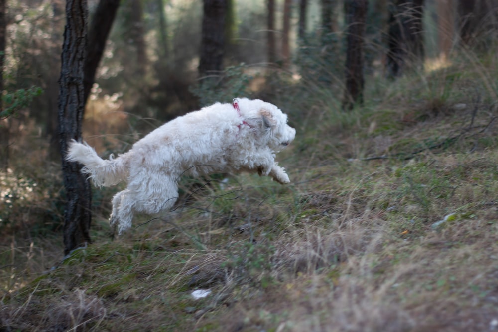 white long coated small sized dog on green grass field during daytime