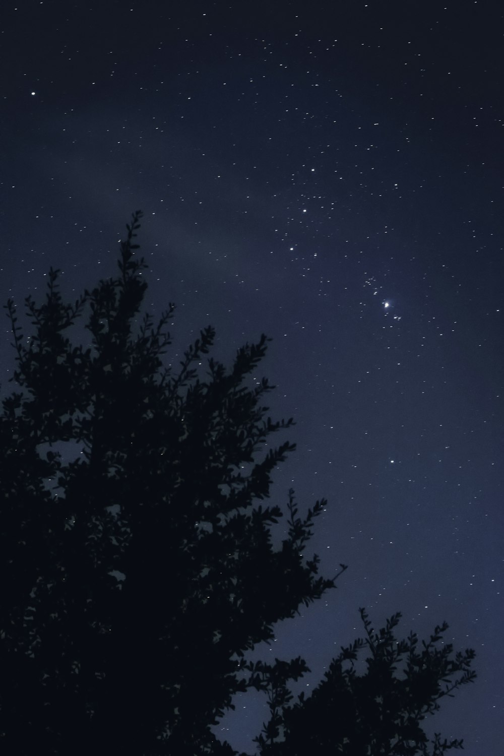 green trees under blue sky during night time