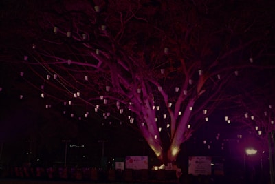 Softly glowing lanterns hanging from tree branches in a twilight forest.
