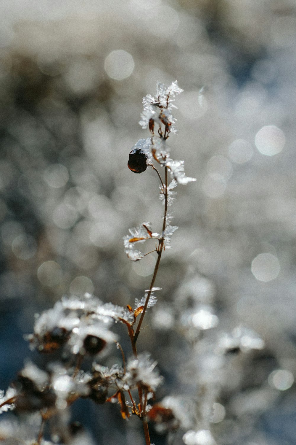 white and brown plant with water droplets