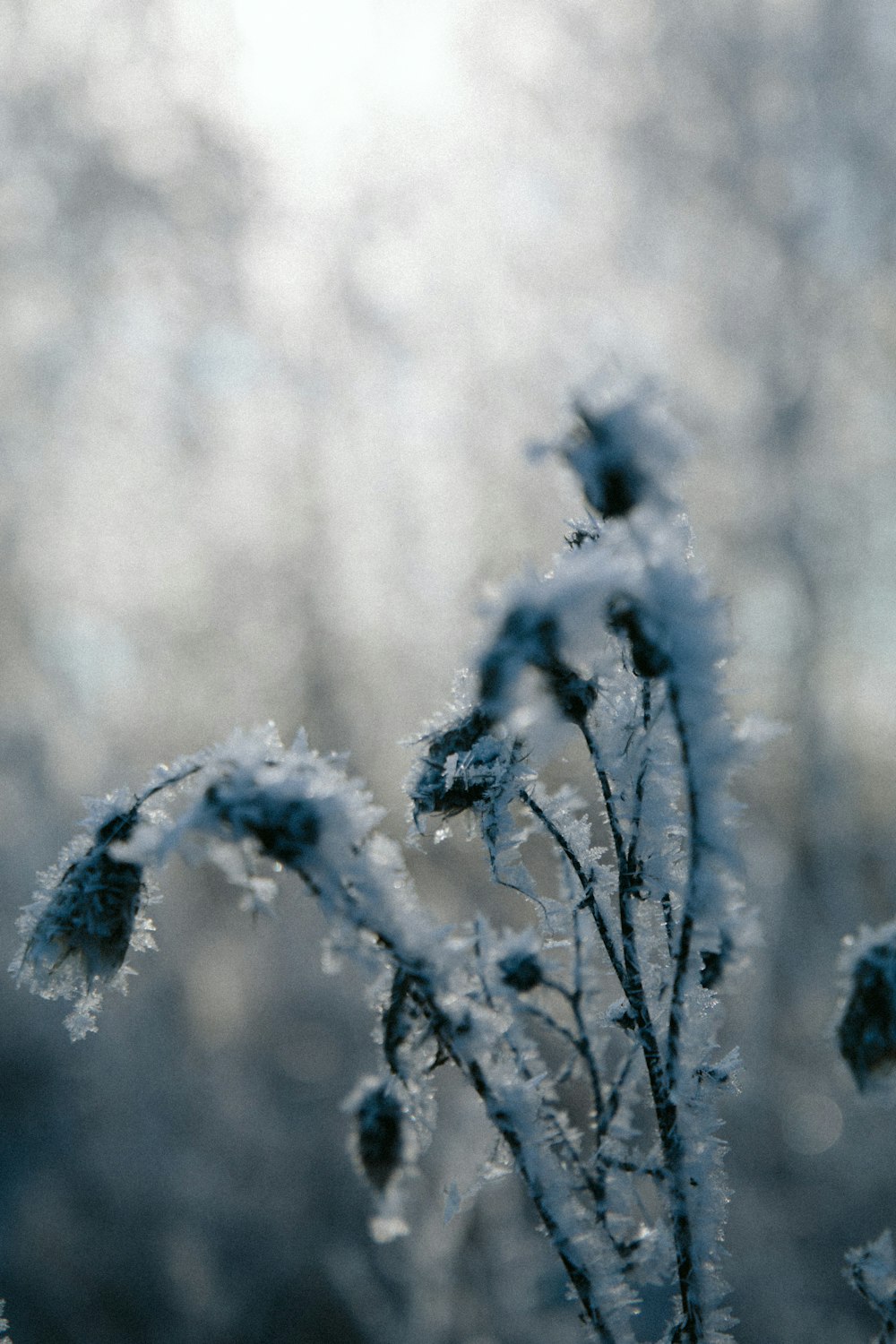 snow covered tree during daytime