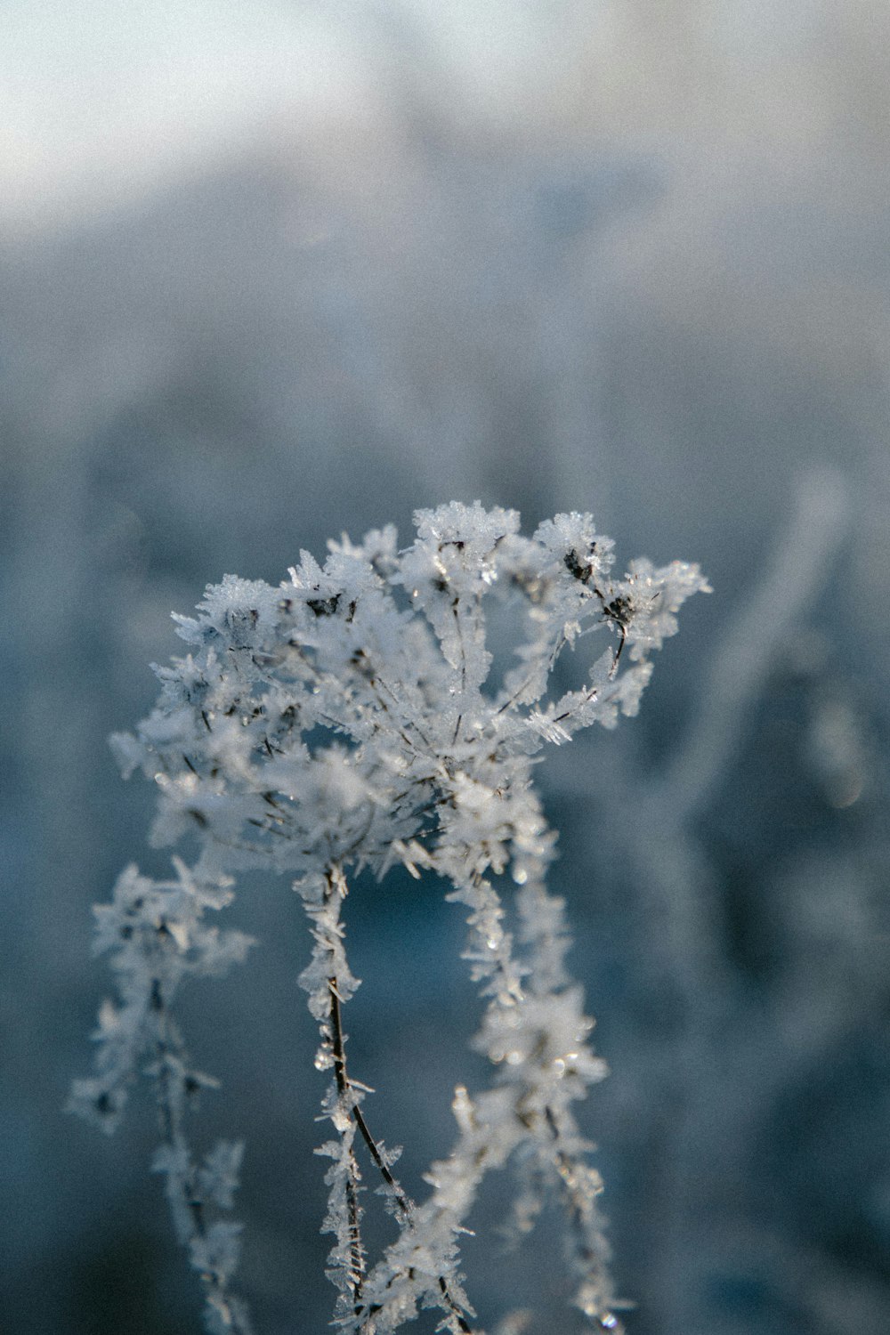 white flower in close up photography