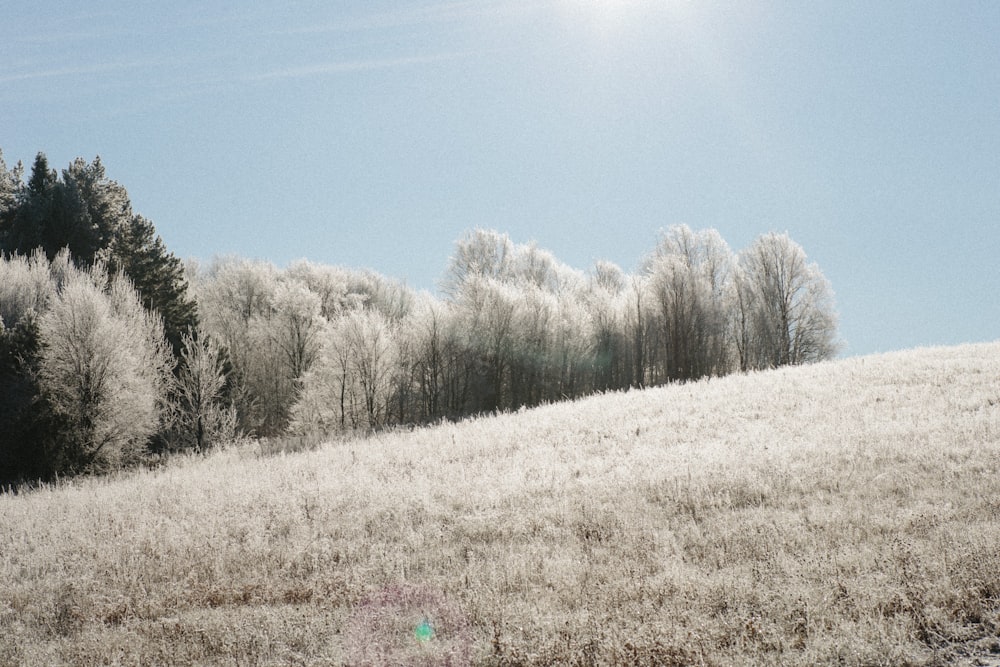 brown grass field with leafless trees under blue sky during daytime