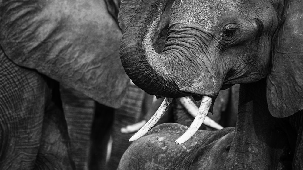 grayscale photo of elephant eating grass