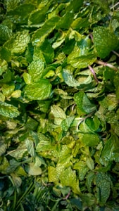 Menthe fraîche