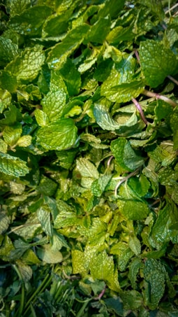 A dense cluster of fresh green mint leaves, with various shades of vibrant green. The leaves have a textured, veined pattern and slightly serrated edges.