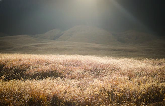 brown grass field near mountain during daytime