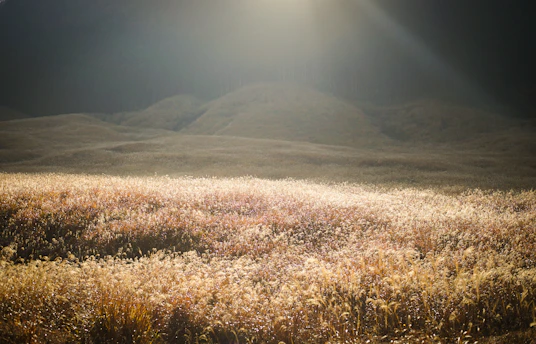 brown grass field near mountain during daytime