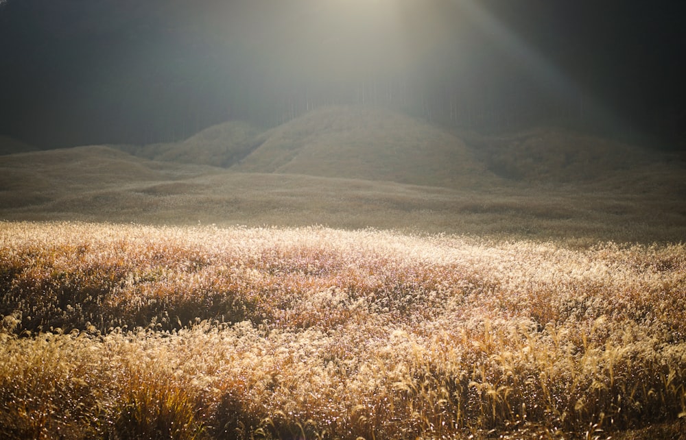 brown grass field near mountain during daytime