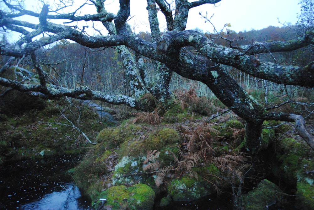 brown bare tree near river during daytime