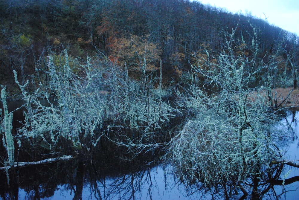 alberi marroni accanto al fiume durante il giorno