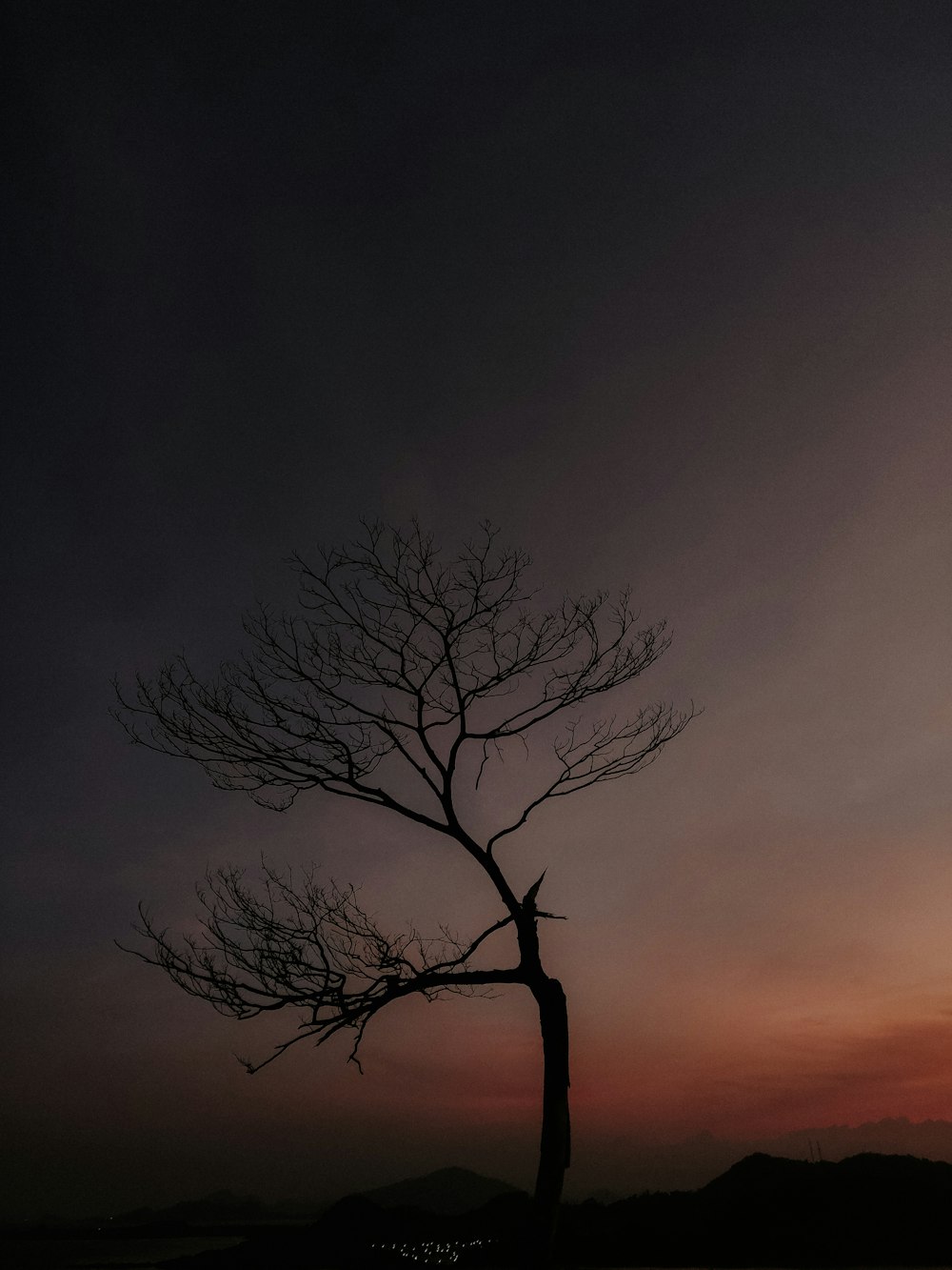 leafless tree under gray sky