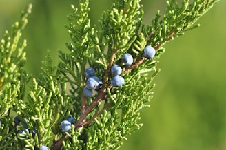 blue flowers on green plant