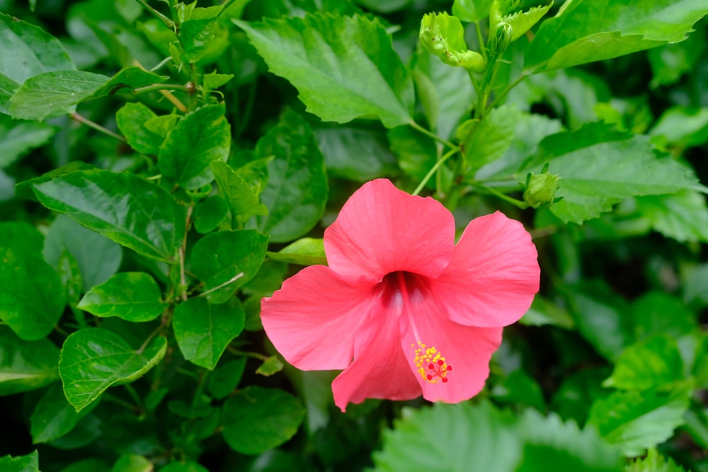 Hibisco rosado en flor durante el día