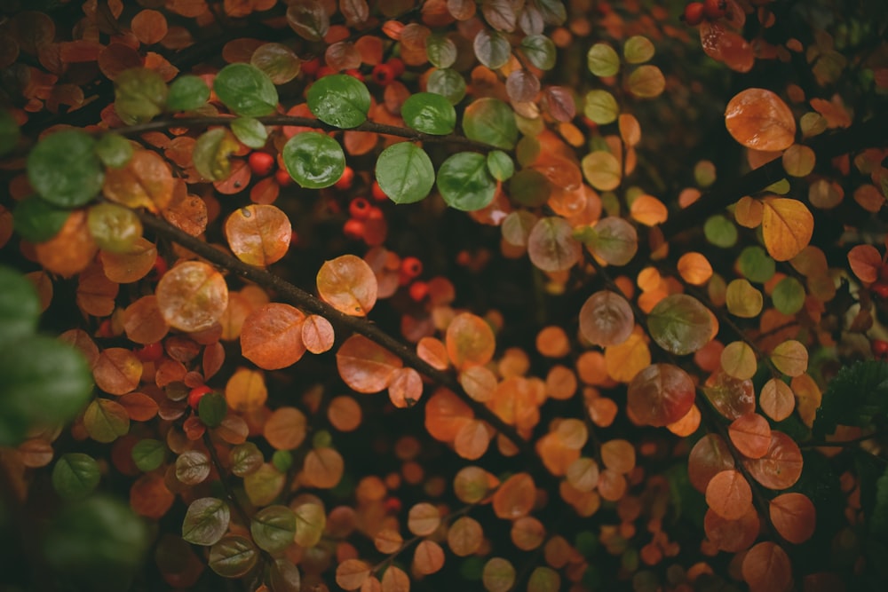 orange and green round fruit lot