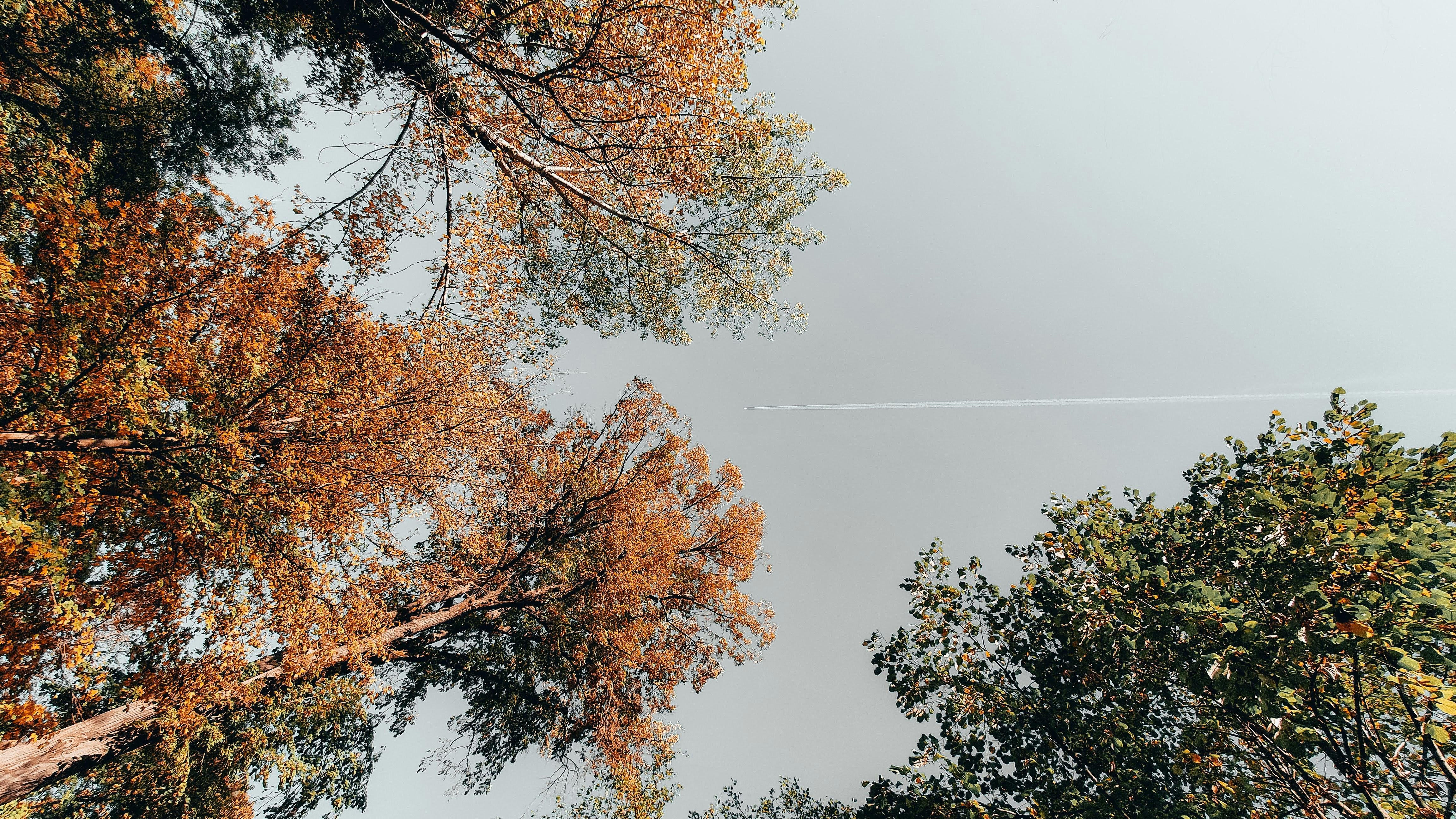 brown and green tree under white sky