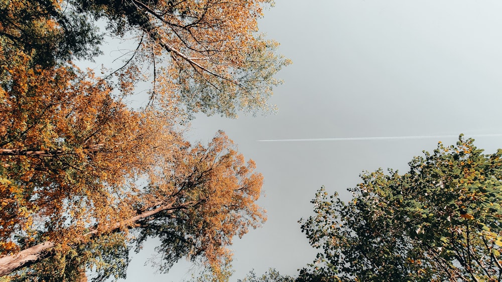 brown and green tree under white sky