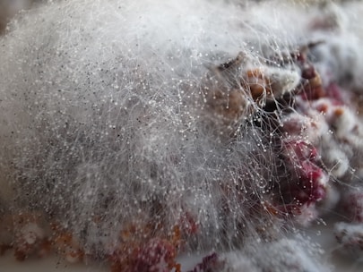 A dense layer of white, fluffy mold with visible spore threads covering what appears to be decomposing organic material. The mold features a network of fine, hair-like structures with small, spore-bearing tips.