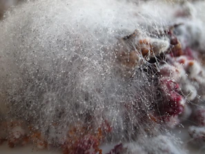 Mold spores being contained and sealed off during the removal process