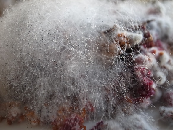 A dense layer of white, fluffy mold with visible spore threads covering what appears to be decomposing organic material. The mold features a network of fine, hair-like structures with small, spore-bearing tips.