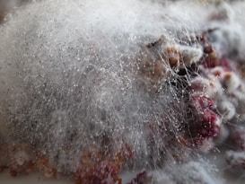 A dense layer of white, fluffy mold with visible spore threads covering what appears to be decomposing organic material. The mold features a network of fine, hair-like structures with small, spore-bearing tips.