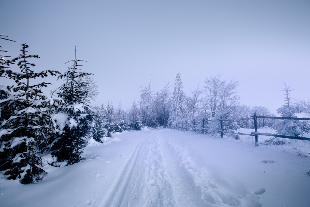 snow covered road between trees during daytime