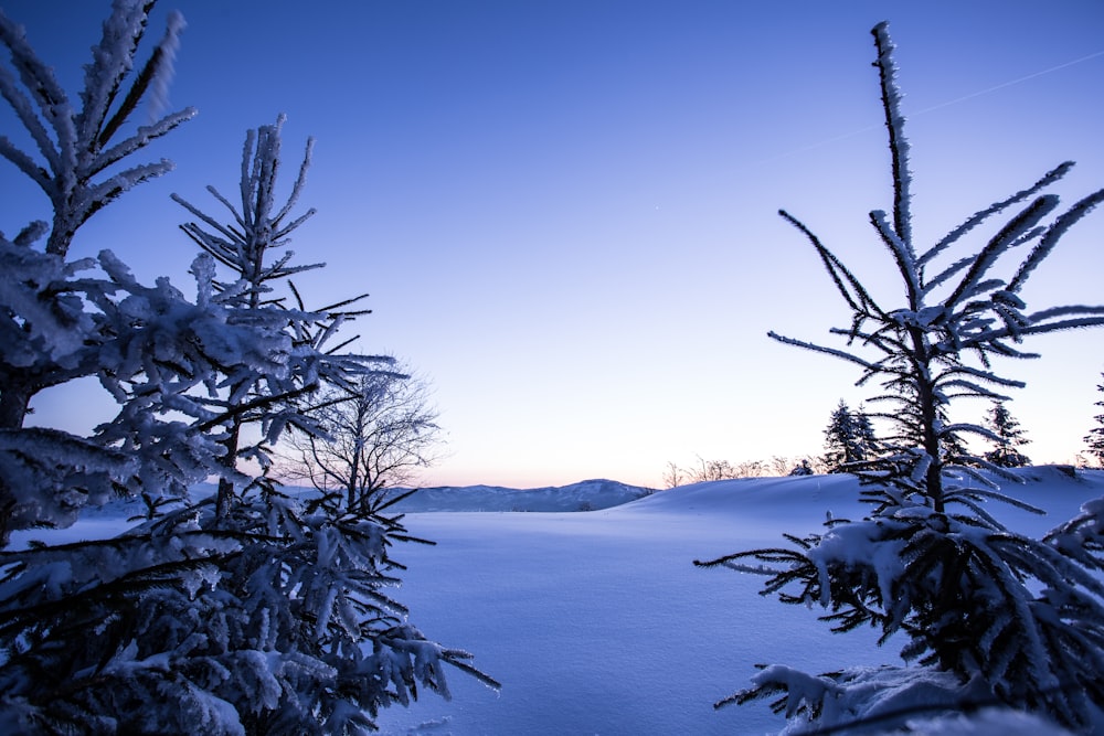 snow covered bare tree near body of water during daytime