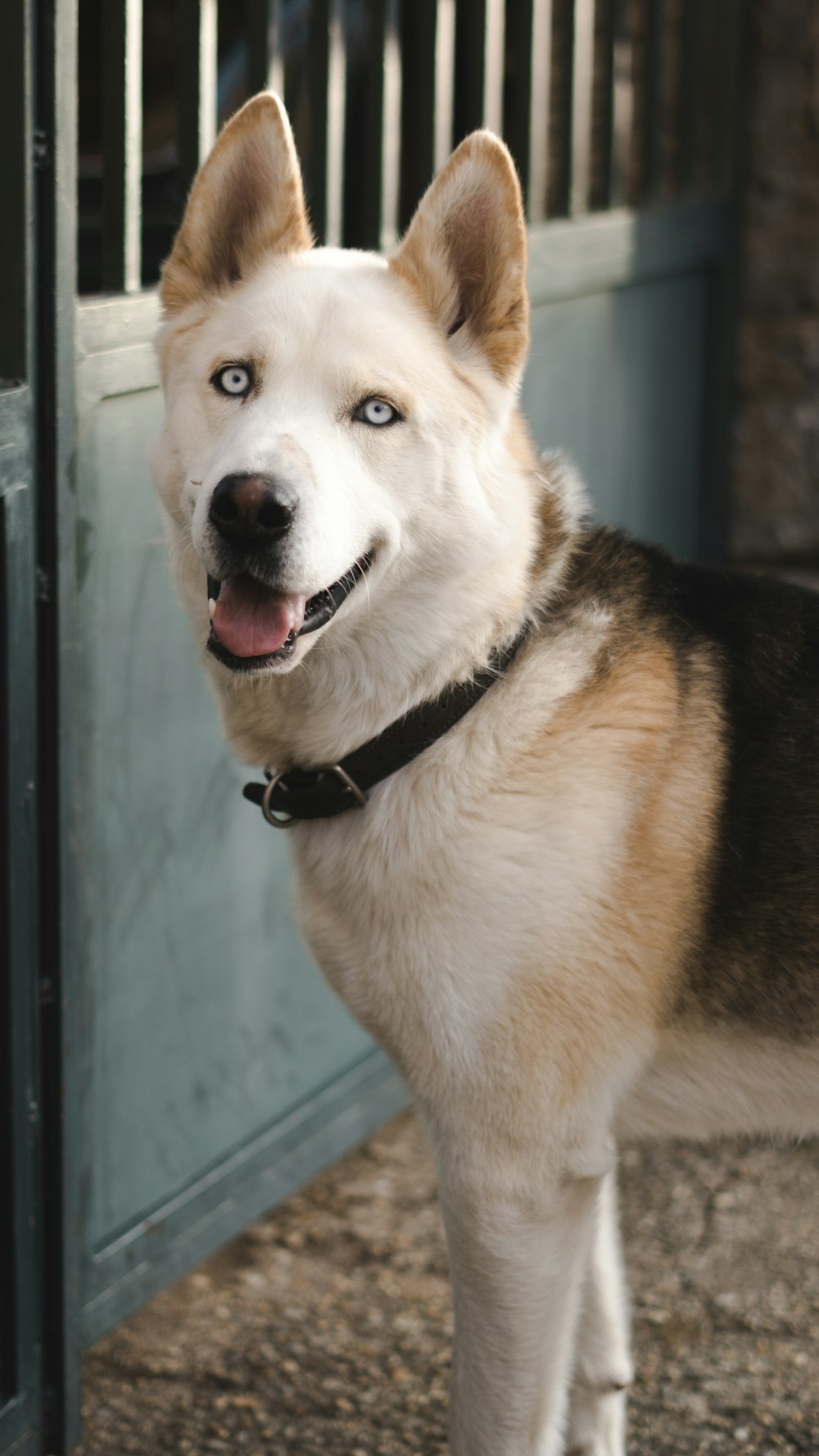 white and brown siberian husky