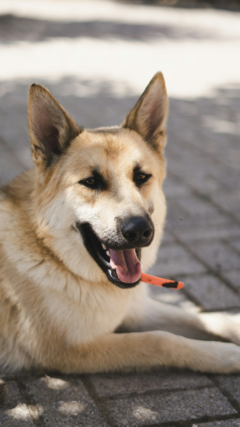 brown and white long coated dog