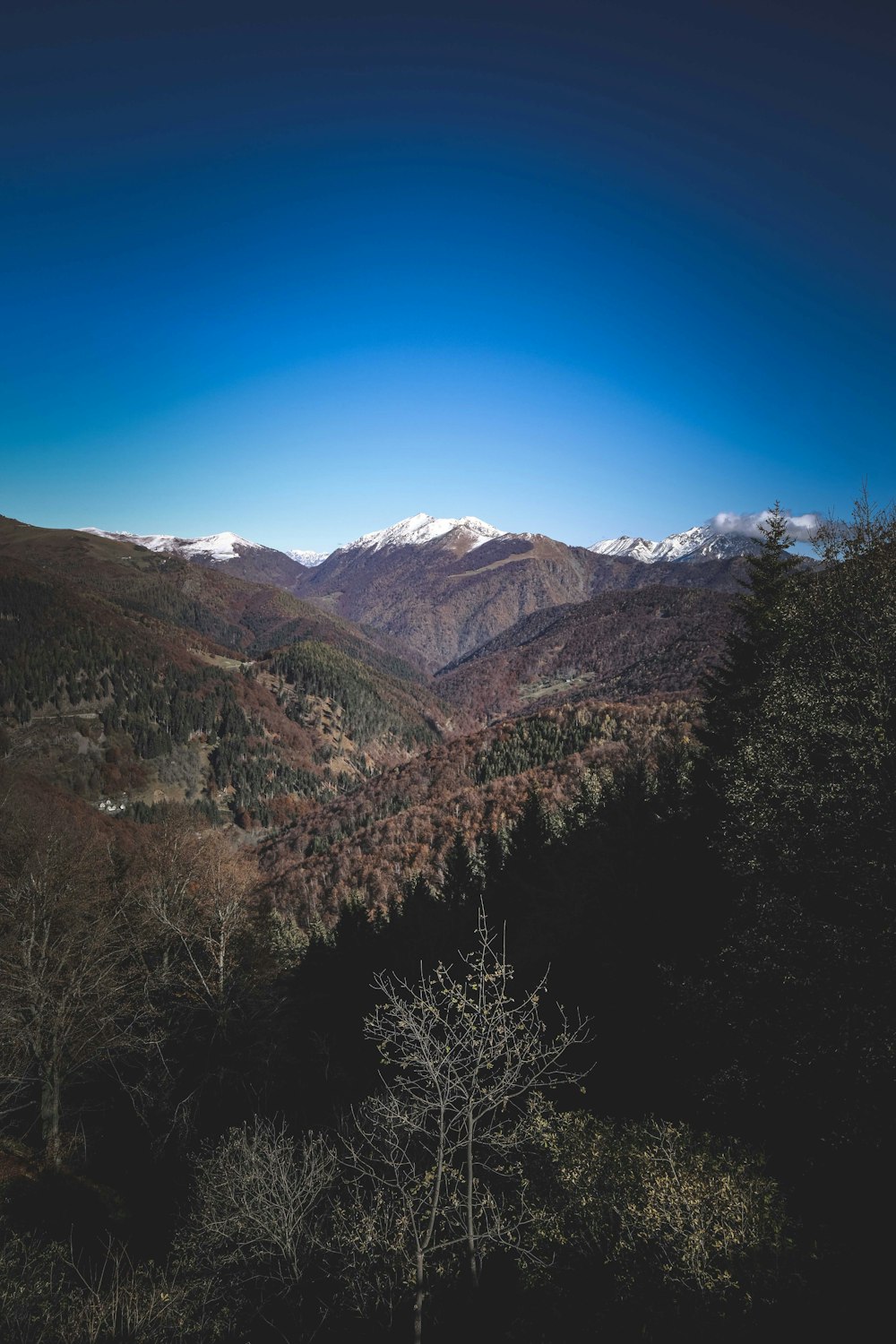 昼間の青空の下、山の近くの緑と茶色の木々