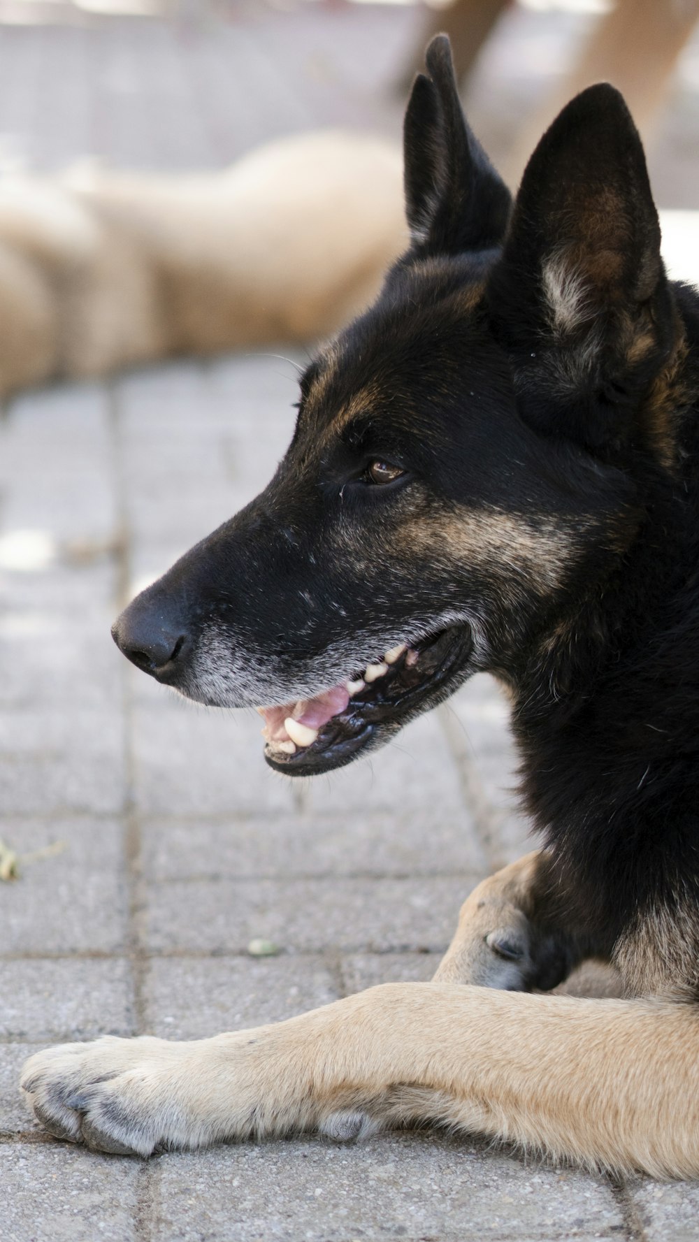 black and tan german shepherd