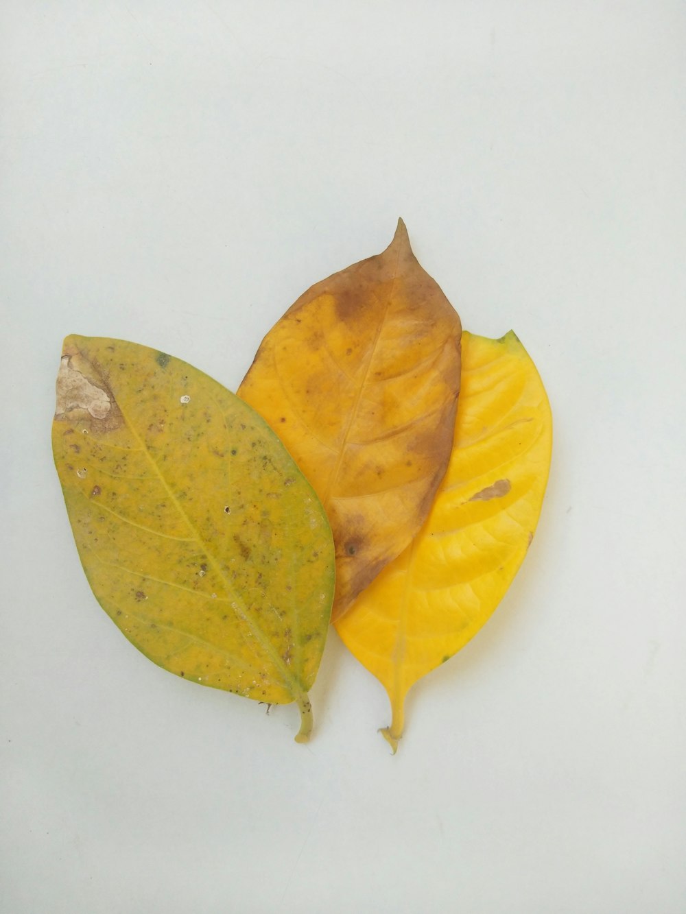 yellow and brown leaves on white surface