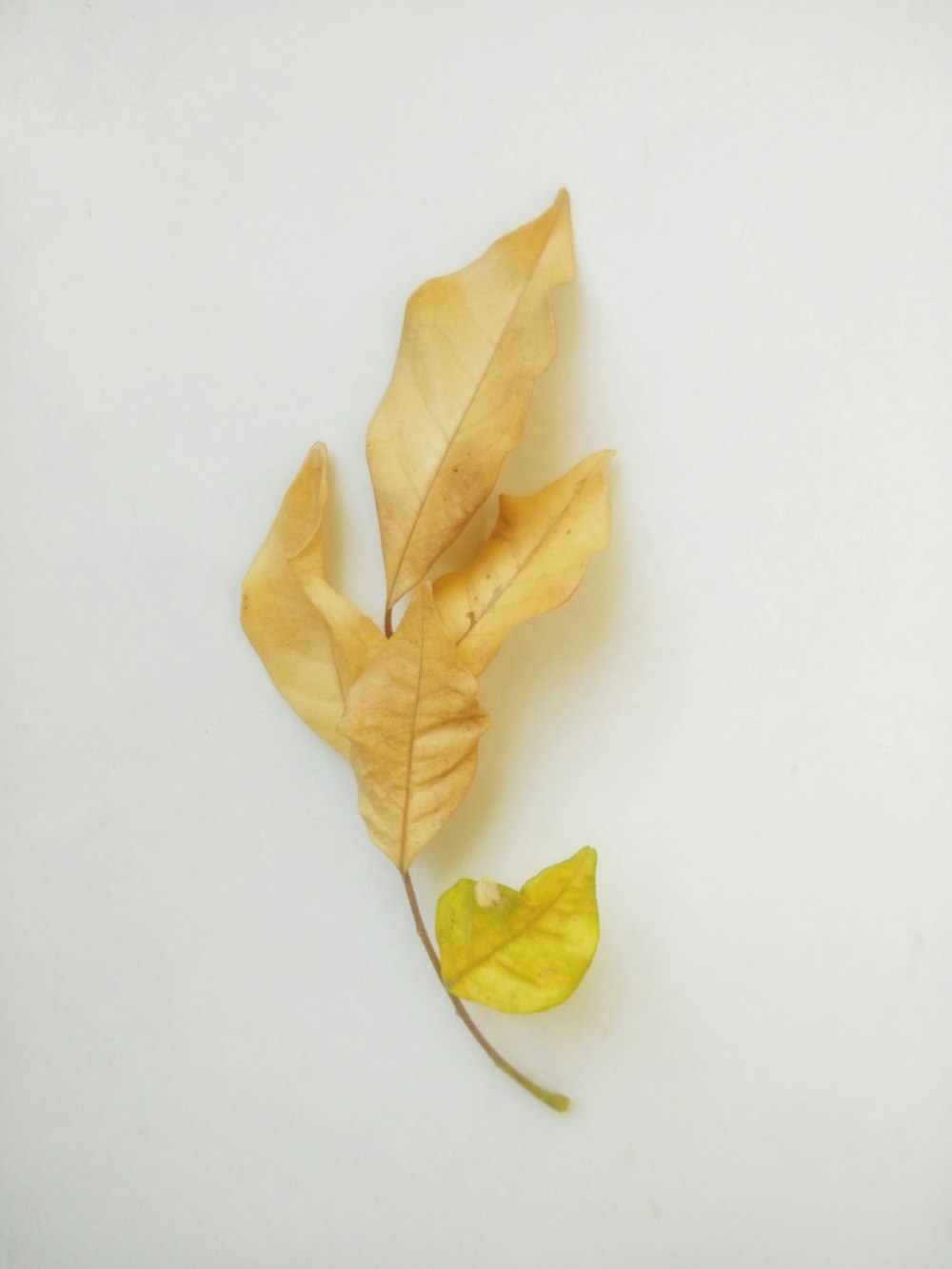 yellow leaves on white surface