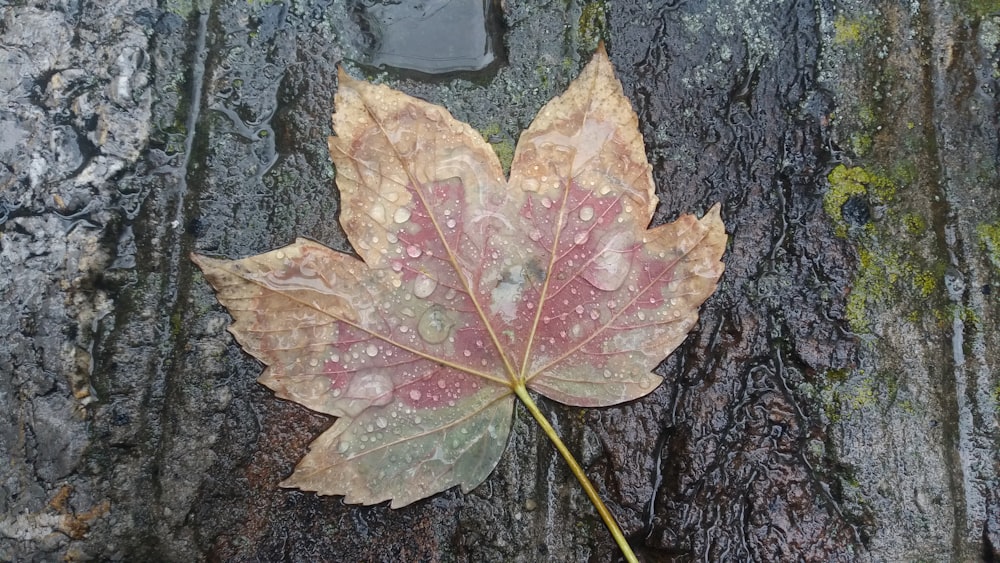 brown and green leaves on black rock